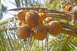 Fresh coconuts on palm taken in Kerala, India