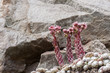 Sukkulente mit Steinmauer © Matthias Buehner