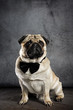 Pug with Bow