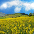 Rapsfeld in der Rhön