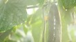 Video: Watering Cucumber in a Greenhouse Watering Cucumber in a Greenhouse