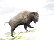 Bison in winter storm - 3D render