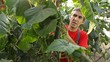 Video: Cucumber Production in Greenhouse Cucumber Production in Greenhouse