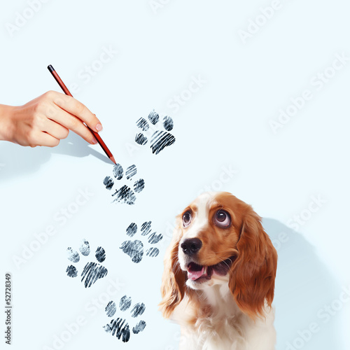 Photo: Funny spaniel dog Funny spaniel dog