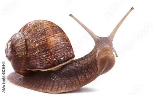 Photo: Weinbergschnecke Weinbergschnecke