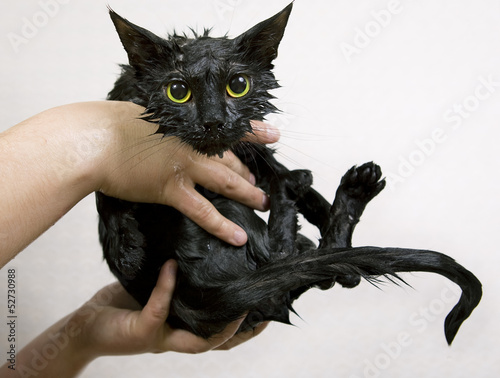  Cute black soggy cat after a bath