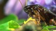 cockroach macro