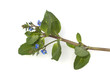 Bachbunge, Bach-Ehrenpreis, Veronica beccabunga