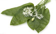 Baerlauch, Allium ursinum,