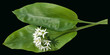 Baerlauch, Allium ursinum,