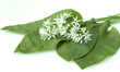 Baerlauch, Allium ursinum,
