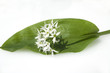 Baerlauch, Allium ursinum,