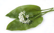 Baerlauch, Allium ursinum,