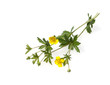 Blutwurz; Potentilla erecta
