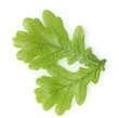 Eichenblaetter, Eichenblatt, Eicheln, Quercus Robur