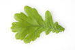 Eichenblaetter, Eichenblatt, Eicheln, Quercus Robur