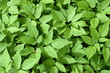 Giersch, Aegopodium Podagraria,
