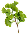 Ginkgo biloba,