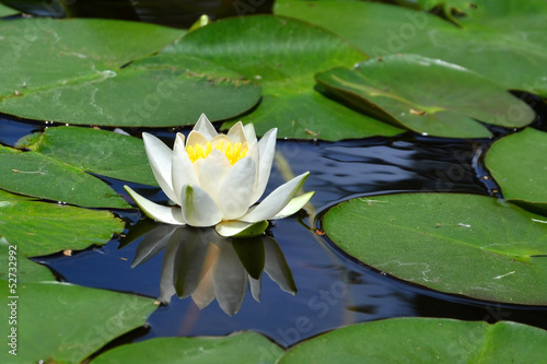 Photo: White water lily White water lily
