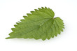 Foto: Grosse Brennnessel, Urtica Dioica Grosse Brennnessel, Urtica Dioica
