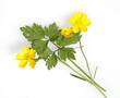 Hahnenfuss, Ranunculus acris