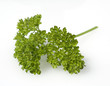 Petersilie, Petroselinum Crispum, Krause,
