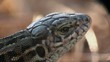 eye Lizard macro