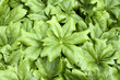 Foto: Maiapfel, Podophyllum peltatum Maiapfel, Podophyllum peltatum