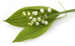 Maigloeckchen, Convallaria majalis