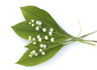 Maigloeckchen, Convallaria majalis