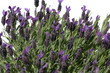 Schopflavendel, Lavandula stoechas