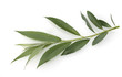 Silberweide, salix alba