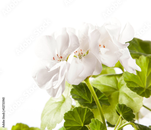 Photo: Begonia flower Begonia flower