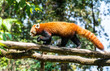 Red panda in nature