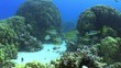 Shoal of Yellow Fish on Coral Reef, Red sea