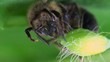 Bee beetle macro