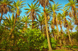 Palms