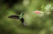 Stripe-tailed Hummingbird