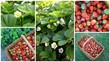 montage de fraises