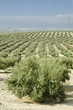 Olives in spring.