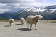 Photo: Schafe in Norwegen Schafe in Norwegen