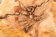 Hohler Baumstamm