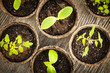 Seedlings growing in peat moss pots