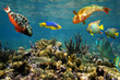 Healthy coral reef in Colombia
