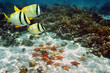 Starfish on sandy ocean floor