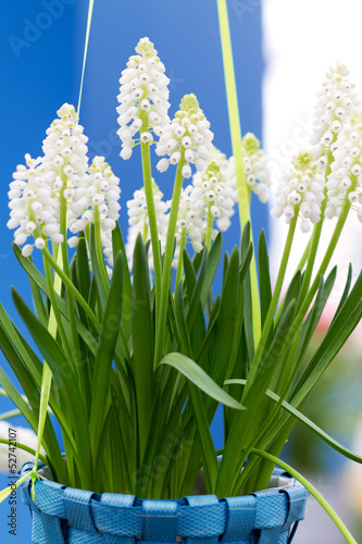 Photo: white Muscari botryoides in closeup white Muscari botryoides in closeup