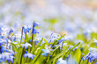 Spring blue flowers glory-of-the-snow