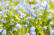 Spring blue flowers glory-of-the-snow