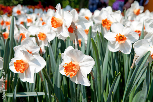 Photo: White Daffodil flowers White Daffodil flowers
