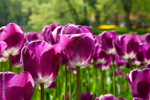 Photo: Purple Dutch tulip Tulipa Purple Dutch tulip Tulipa